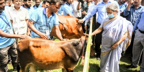 গবাদিপশুর রোগ প্রতিরোধে সময়মতো ভ্যাকসিন নিশ্চিত করতে হবে -মৎস্য ও প্রাণিসম্পদ উপদেষ্টা
